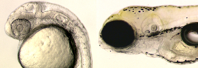 Zebrafish Embryos