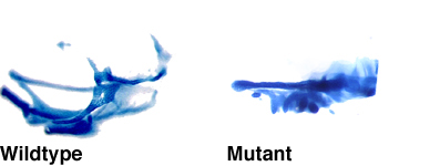 Zebrafish larva stained with Alcian blue