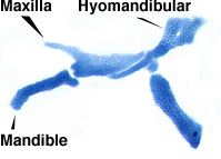 Embryonic cartilages