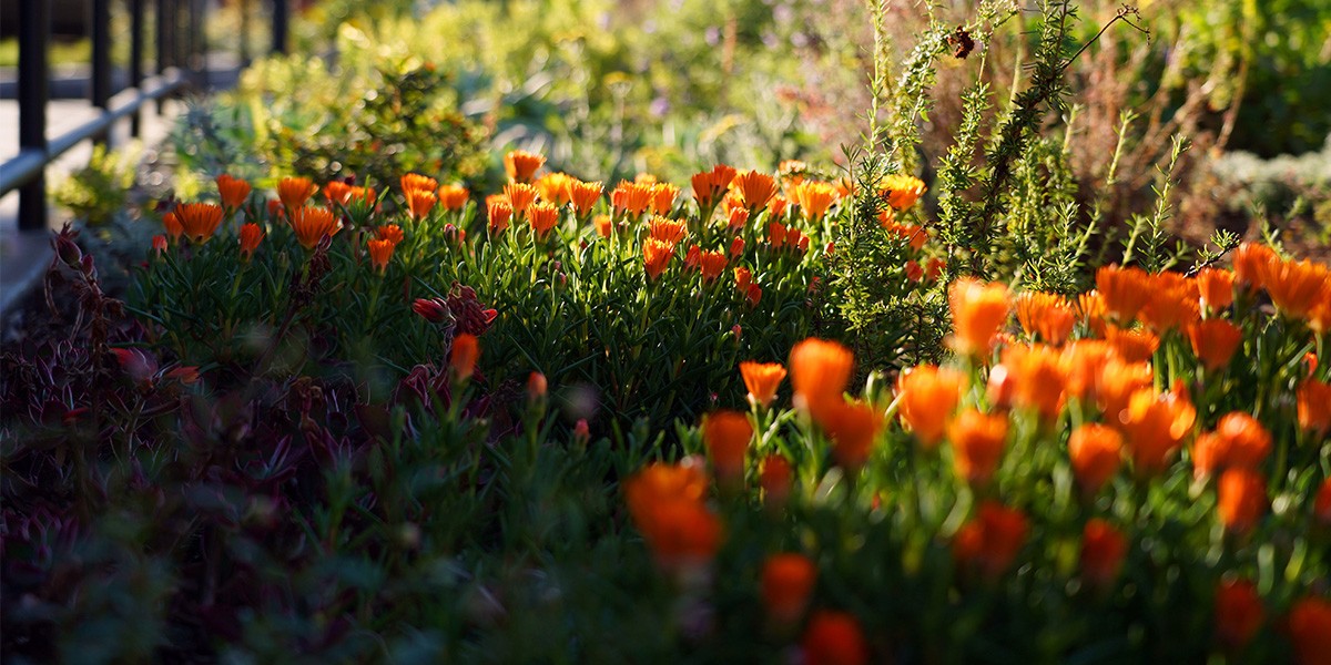 Orange flowers in garden