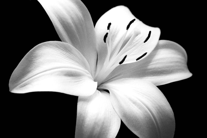 black and white lily flower